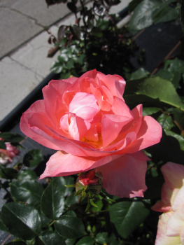Preview: Rosa Kurfürstendamm